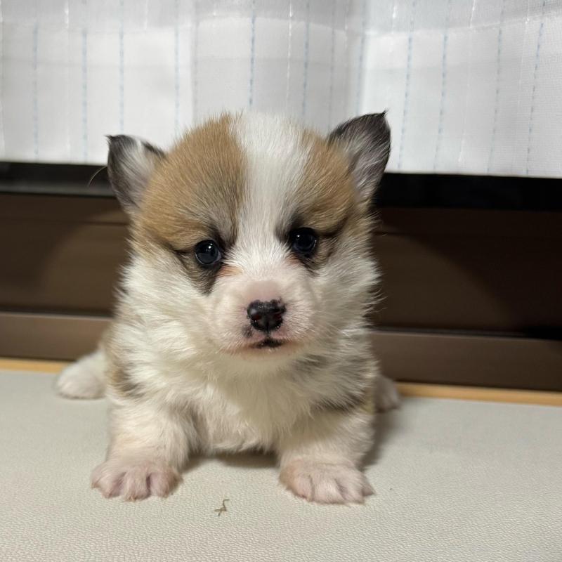 販売中の奈良県のウェルシュコーギーペンブローク-434562