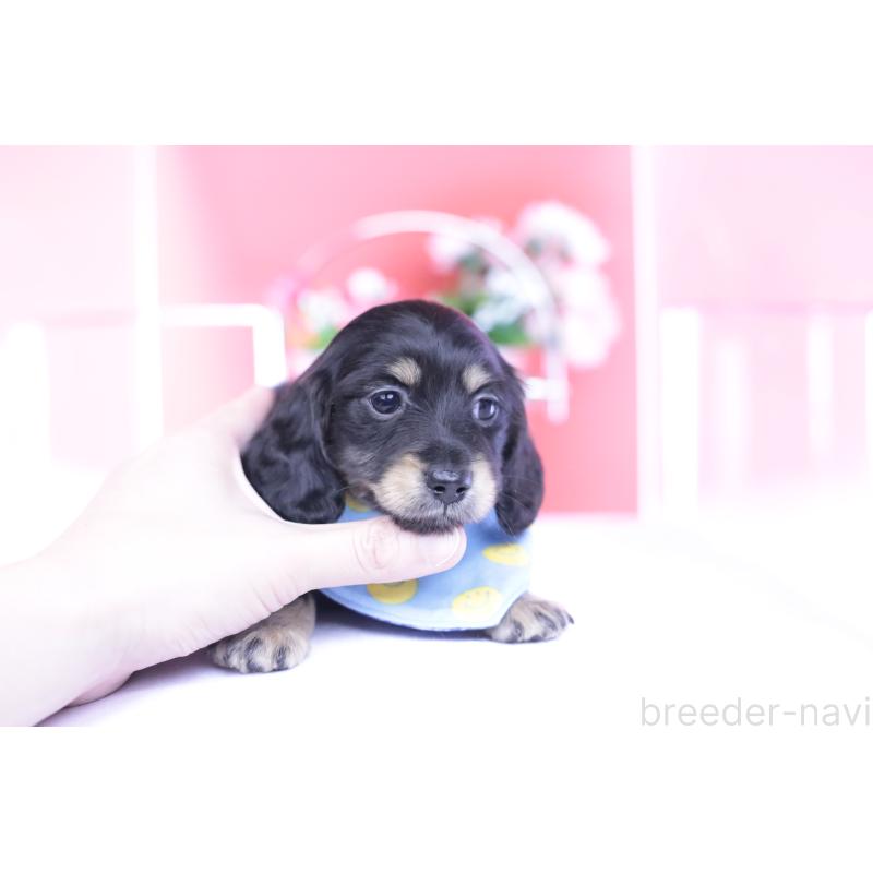 販売中の愛知県のカニンヘンダックスフンド(ロングヘアード)-434566の15枚目