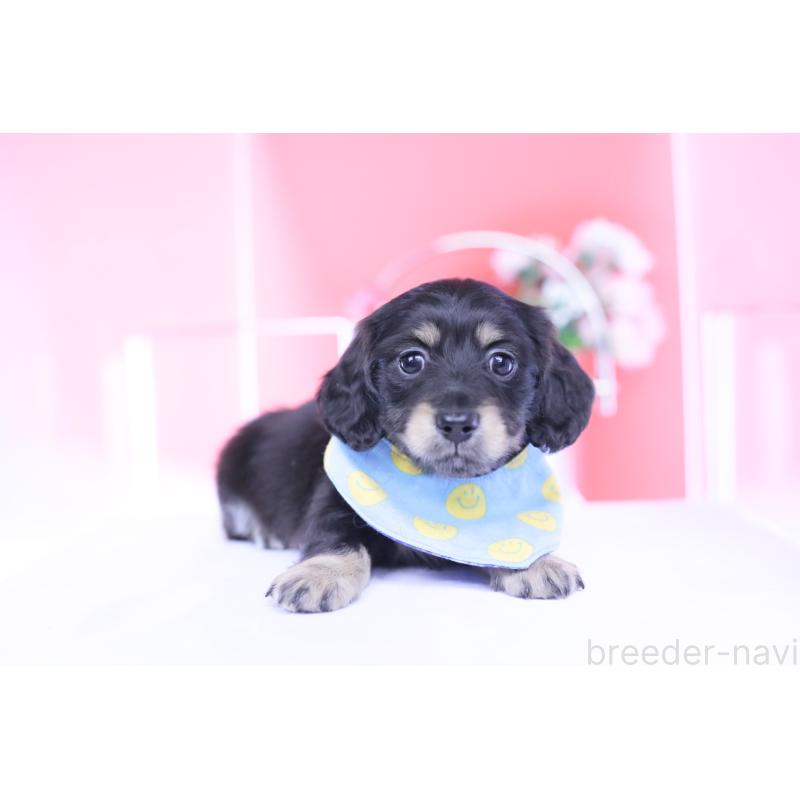 販売中の愛知県のカニンヘンダックスフンド(ロングヘアード)-434566の14枚目