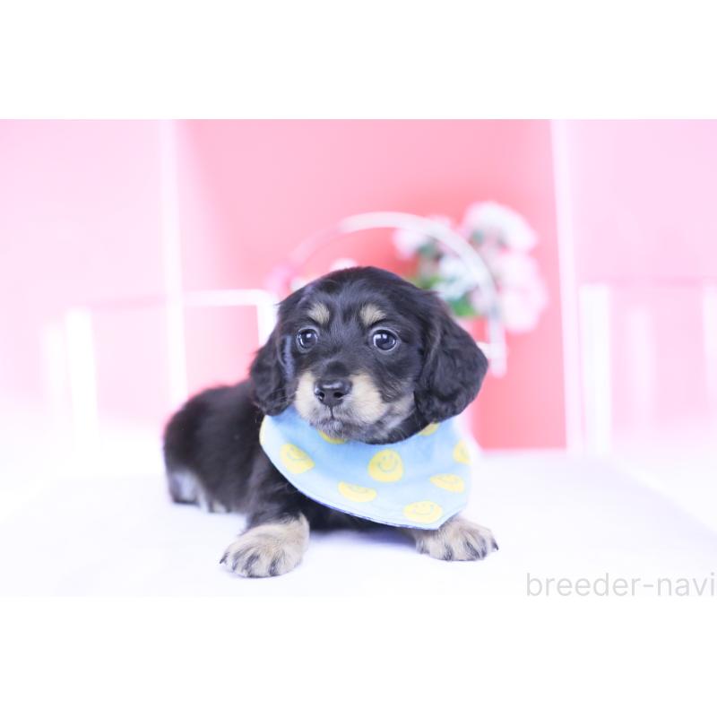 販売中の愛知県のカニンヘンダックスフンド(ロングヘアード)-434566の13枚目