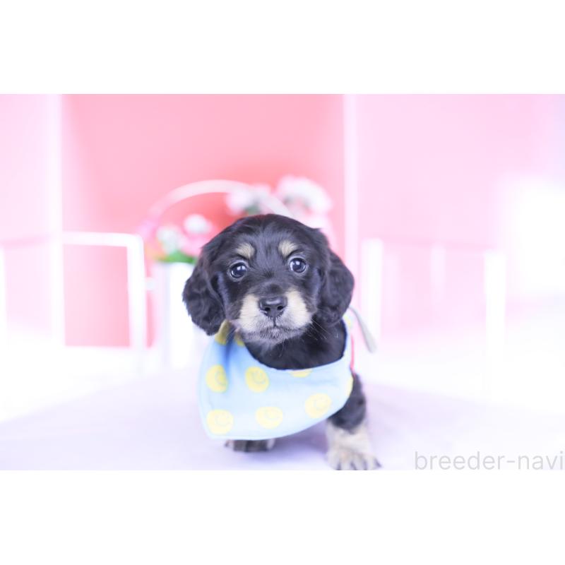 販売中の愛知県のカニンヘンダックスフンド(ロングヘアード)-434566の11枚目