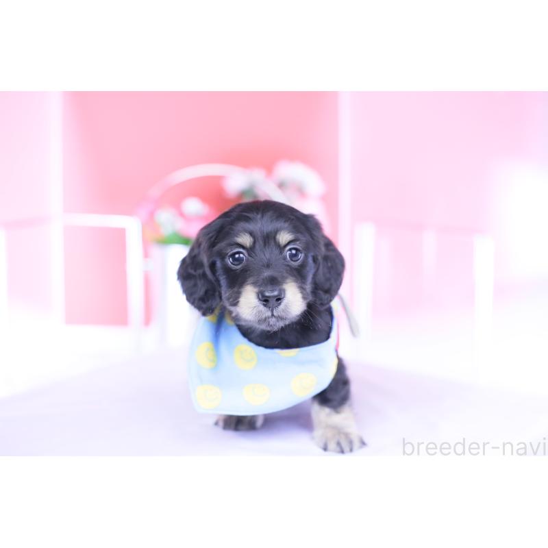 販売中の愛知県のカニンヘンダックスフンド(ロングヘアード)-434566の10枚目