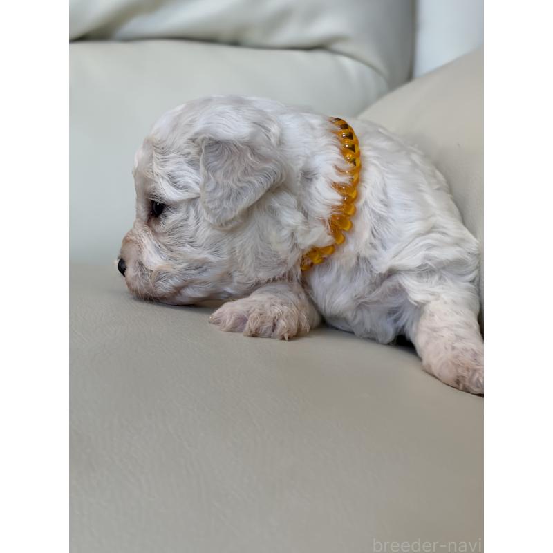 販売中の滋賀県のビションフリーゼ-434567の6枚目