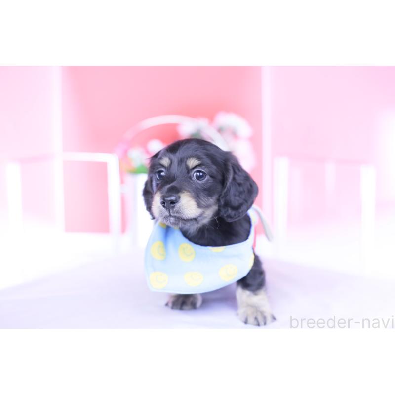 販売中の愛知県のカニンヘンダックスフンド(ロングヘアード)-434566の9枚目