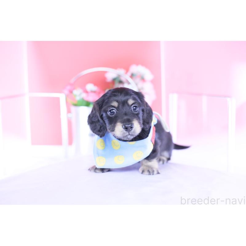 販売中の愛知県のカニンヘンダックスフンド(ロングヘアード)-434566の8枚目