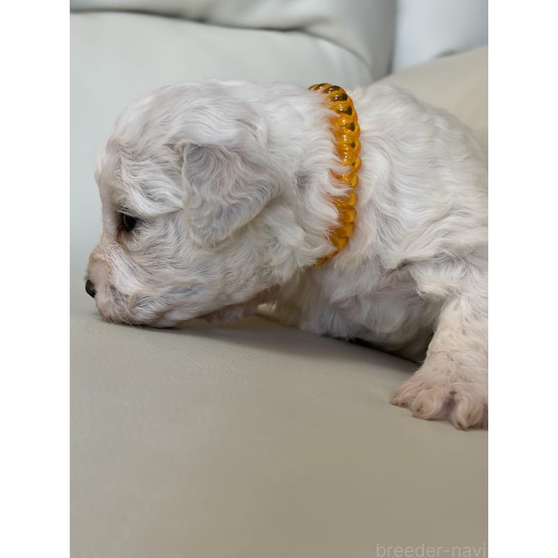 販売中の滋賀県のビションフリーゼ-434567の5枚目