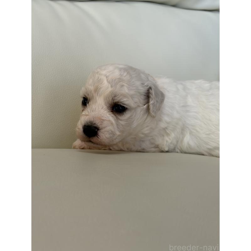 販売中の滋賀県のビションフリーゼ-434567の4枚目