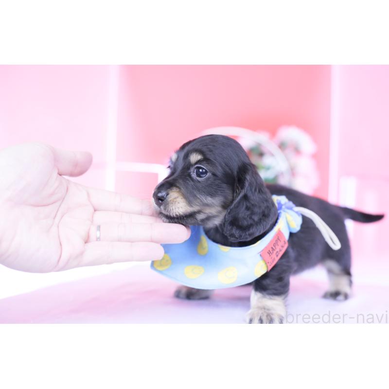 販売中の愛知県のカニンヘンダックスフンド(ロングヘアード)-434566の6枚目