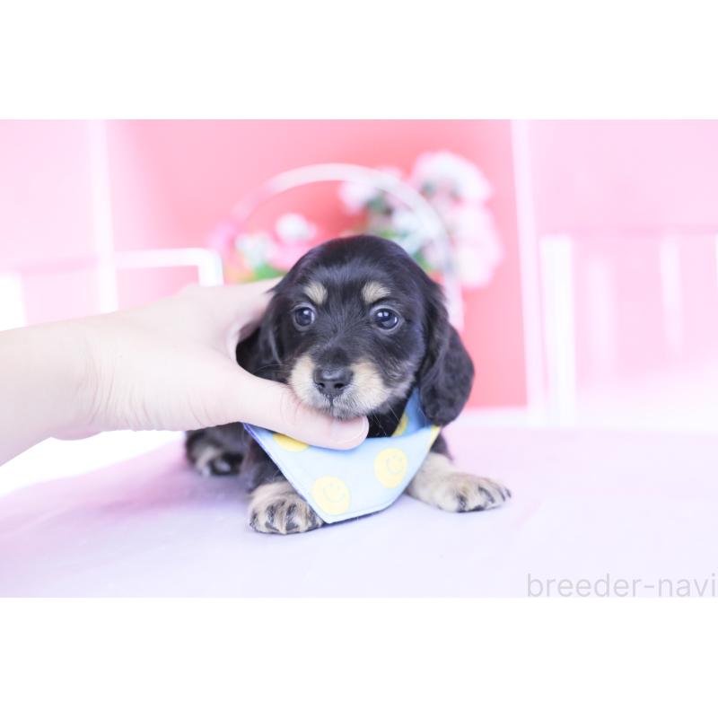 販売中の愛知県のカニンヘンダックスフンド(ロングヘアード)-434566の4枚目