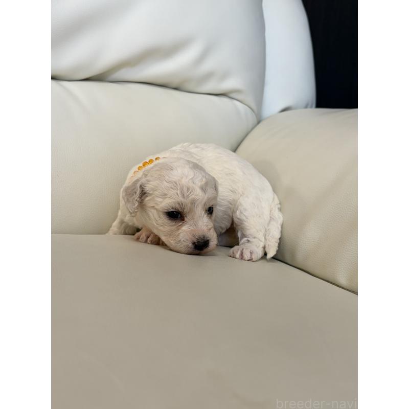 販売中の滋賀県のビションフリーゼ-434567の3枚目