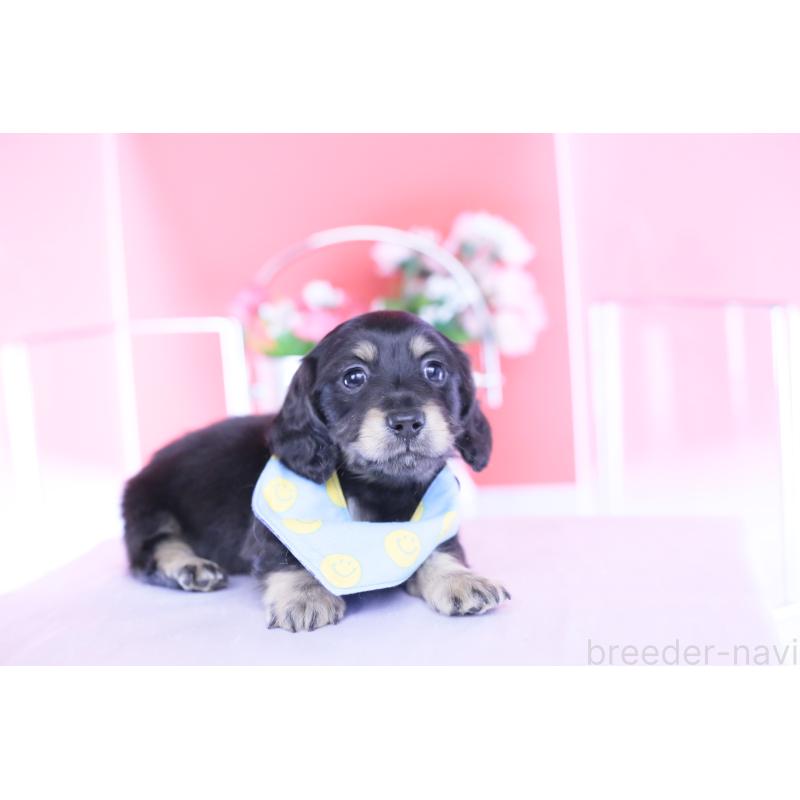 販売中の愛知県のカニンヘンダックスフンド(ロングヘアード)-434566の3枚目