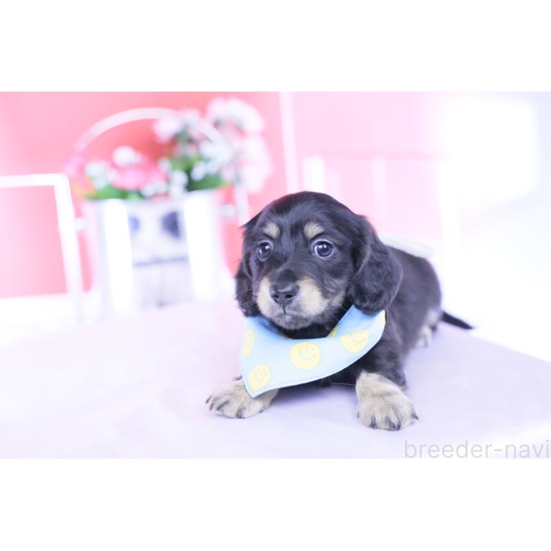 販売中の愛知県のカニンヘンダックスフンド(ロングヘアード)-434566の2枚目