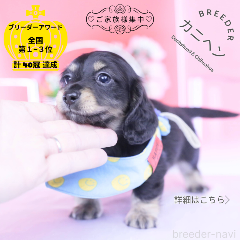 販売中の愛知県のカニンヘンダックスフンド(ロングヘアード)-434566