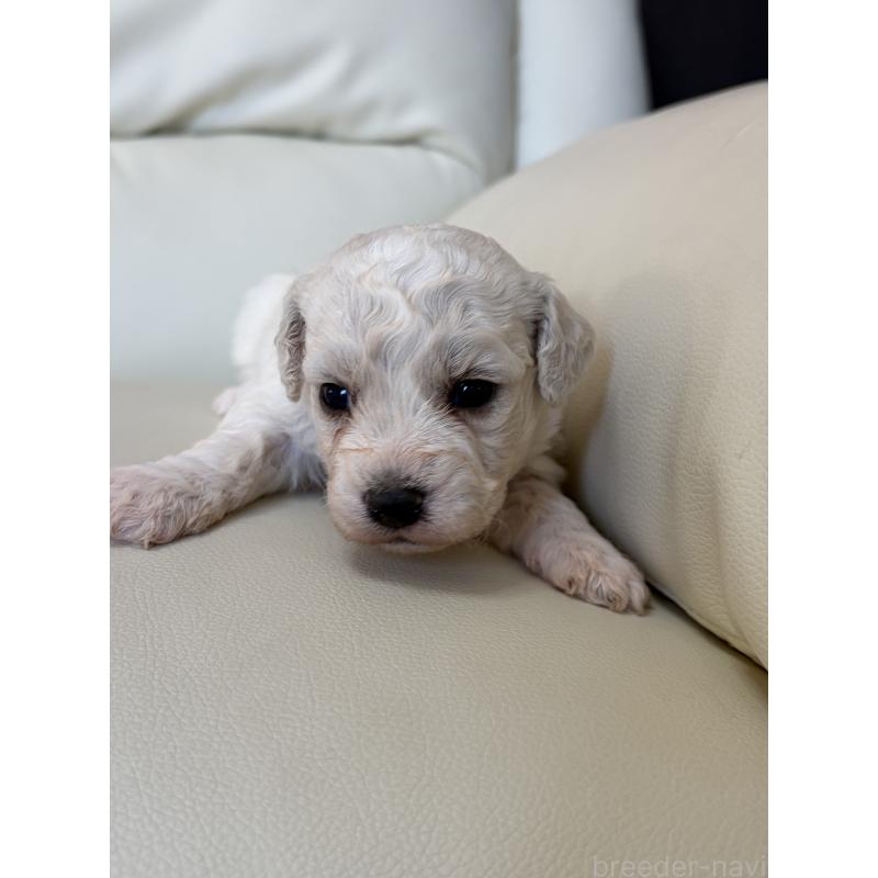 販売中の滋賀県のビションフリーゼ-434567の2枚目