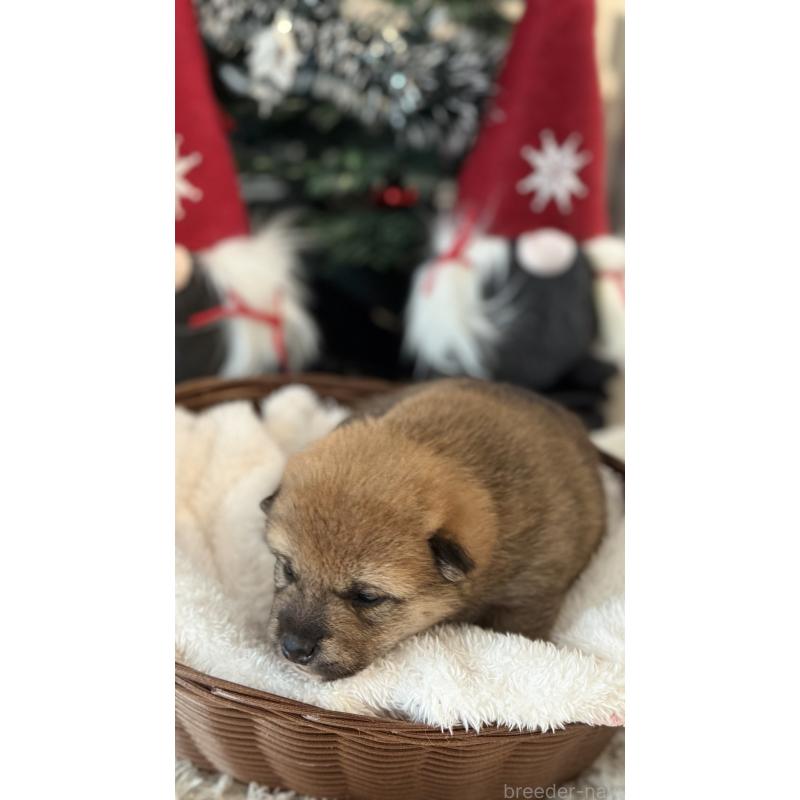 販売中の愛知県の柴犬-434568の4枚目