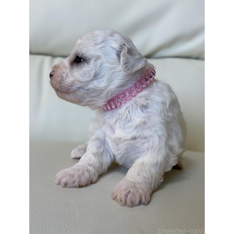 販売中の滋賀県のビションフリーゼ-434569の4枚目