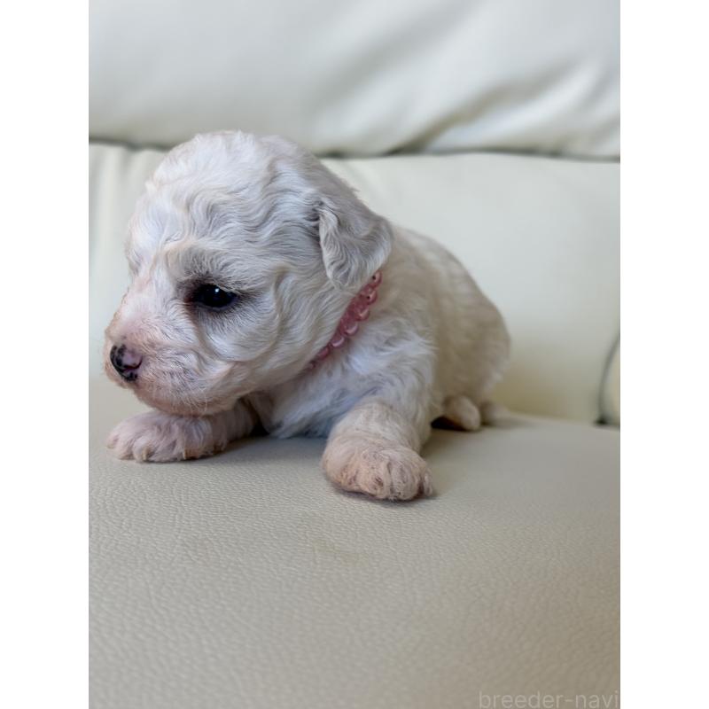 販売中の滋賀県のビションフリーゼ-434569の3枚目