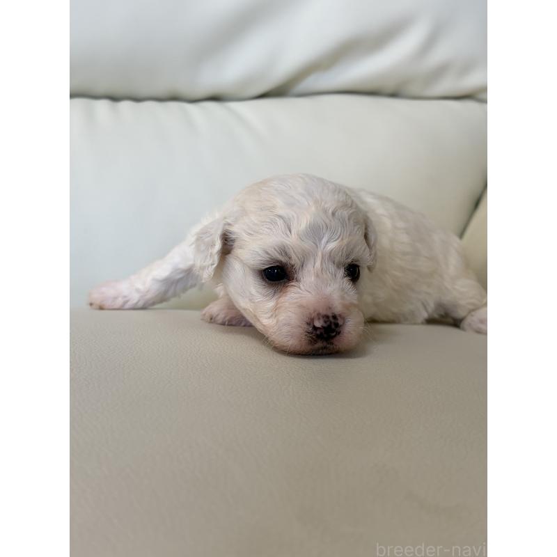 販売中の滋賀県のビションフリーゼ-434569の2枚目