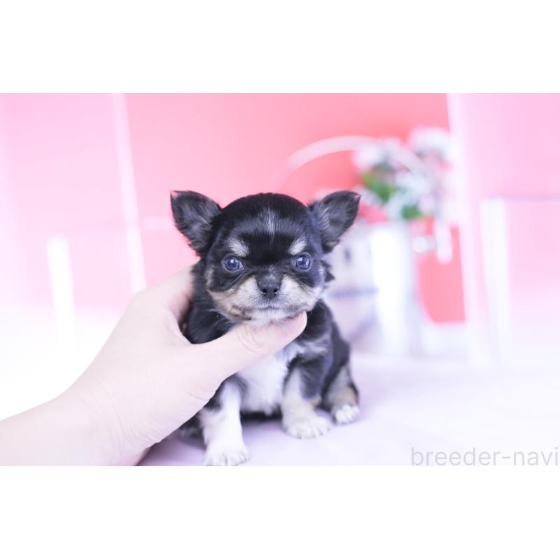 販売中の愛知県のチワワ(ロングコート)-434571の9枚目