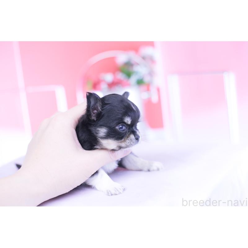 販売中の愛知県のチワワ(ロングコート)-434571の6枚目