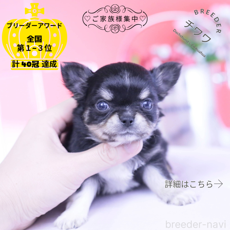 販売中の愛知県のチワワ(ロングコート)-434571