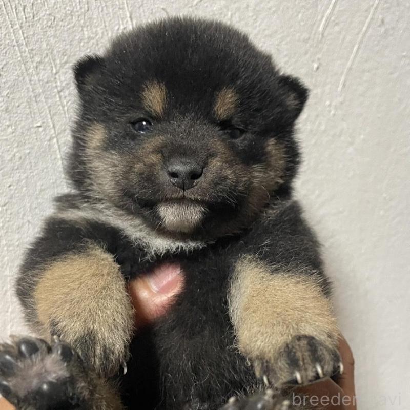 販売中の茨城県の柴犬-434570の1枚目