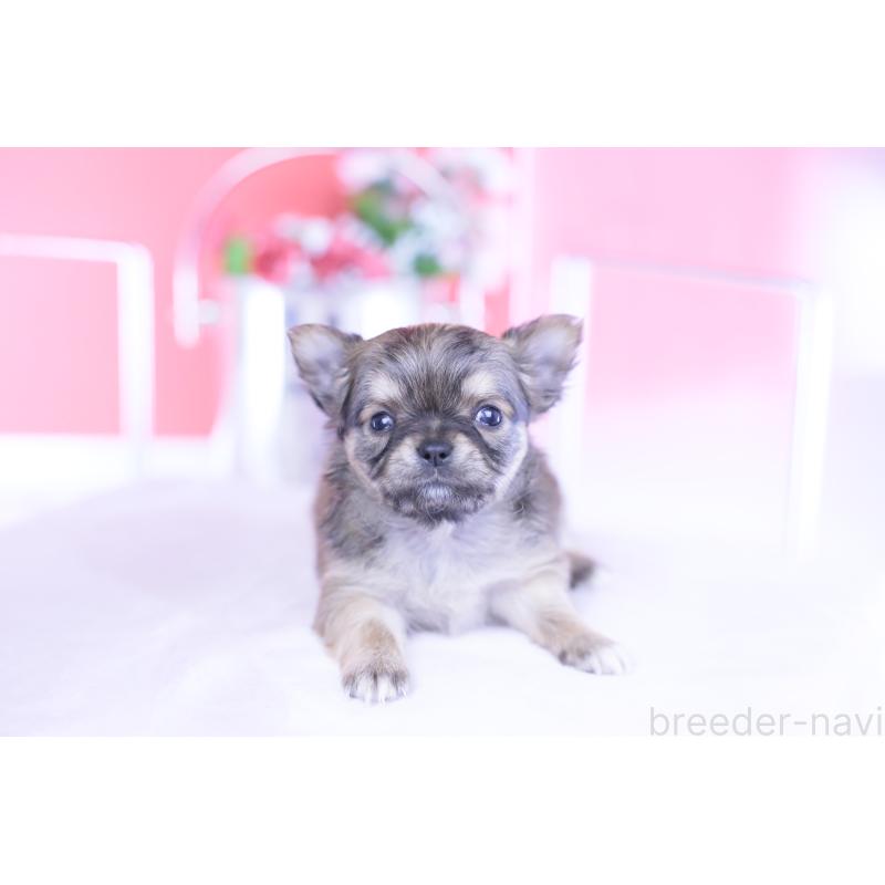 販売中の愛知県のチワワ(ロングコート)-434572の2枚目