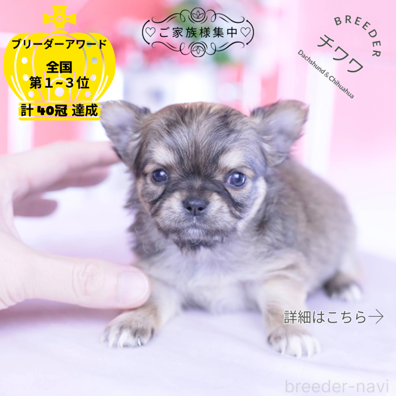 販売中の愛知県のチワワ(ロングコート)-434572の1枚目