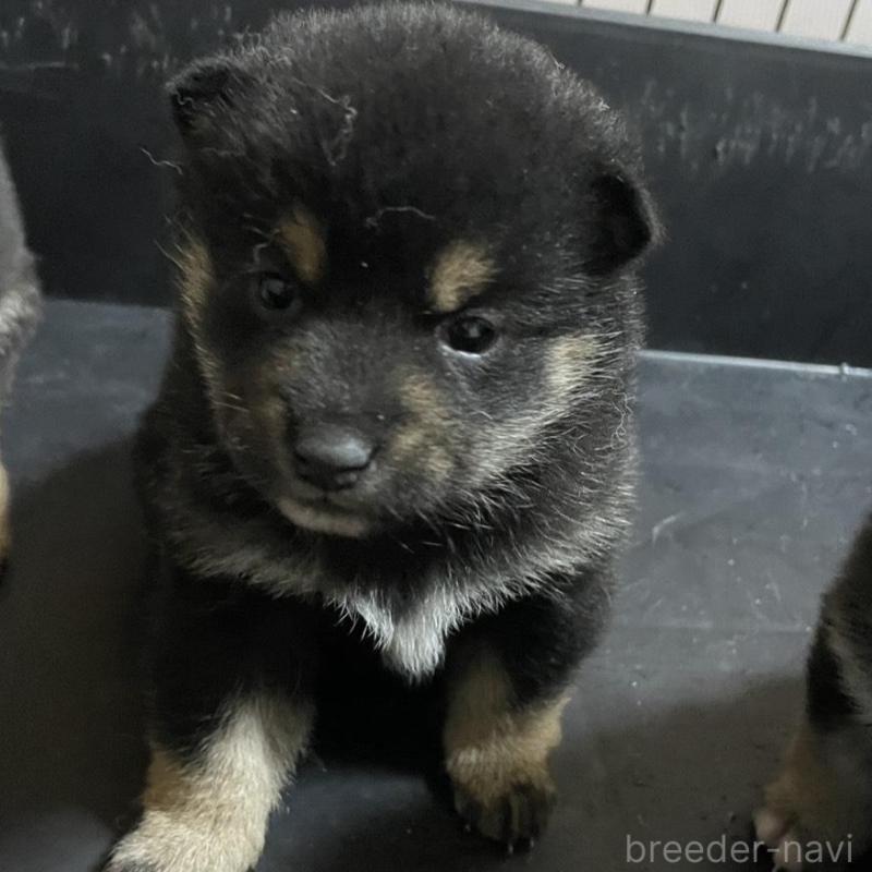 販売中の茨城県の柴犬-434570の2枚目