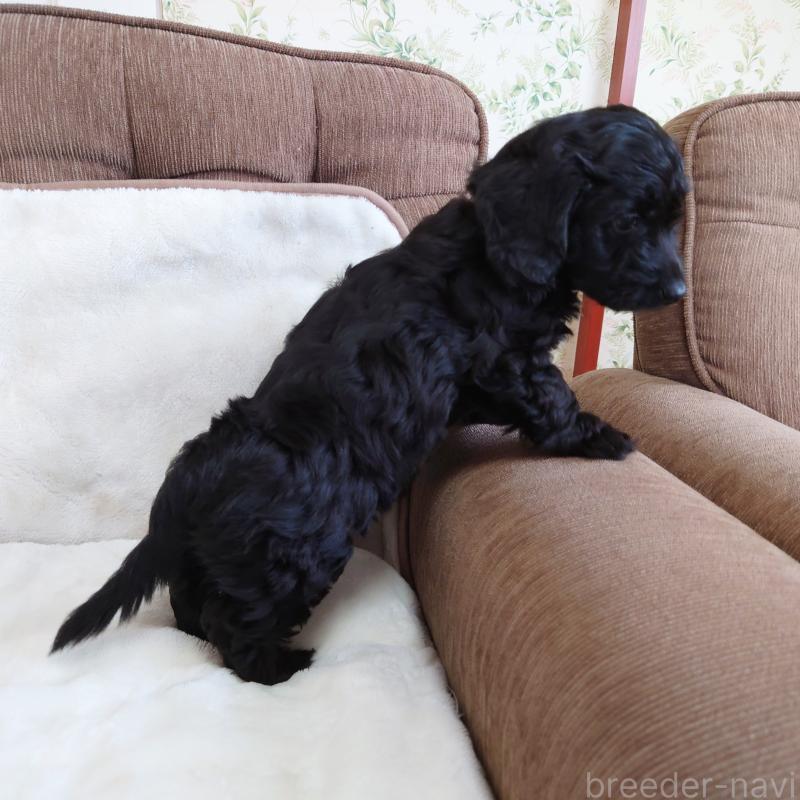 販売中の埼玉県のダップー:ミニチュアダックスフンド×トイプードル-429289の3枚目