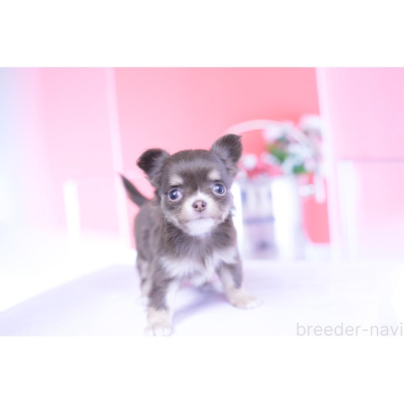 販売中の愛知県のチワワ(ロングコート)-434574の11枚目