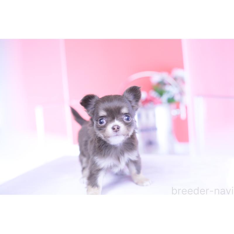 販売中の愛知県のチワワ(ロングコート)-434574の10枚目