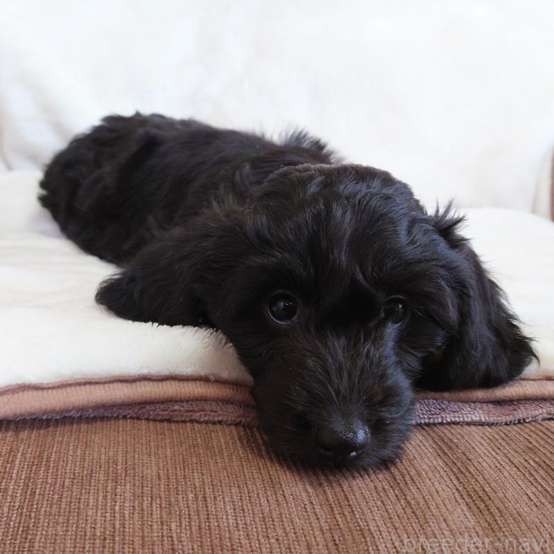 販売中の埼玉県のダップー:ミニチュアダックスフンド×トイプードル-429284の4枚目