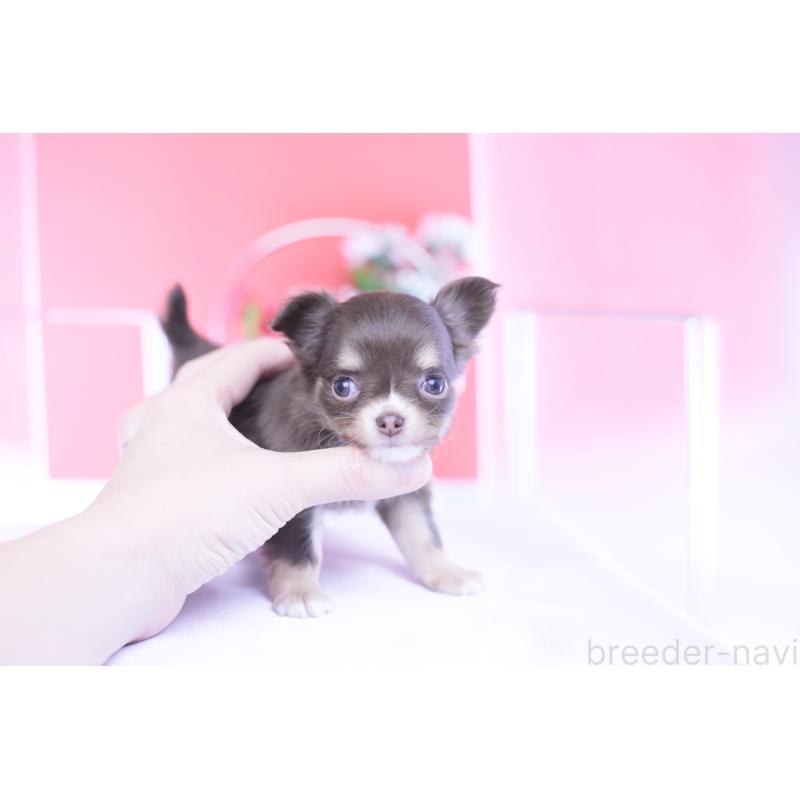 販売中の愛知県のチワワ(ロングコート)-434574の7枚目