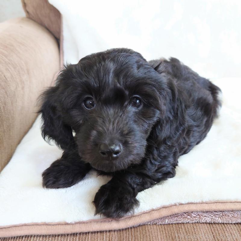 販売中の埼玉県のダップー:ミニチュアダックスフンド×トイプードル-429284