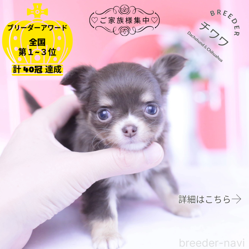 販売中の愛知県のチワワ(ロングコート)-434574