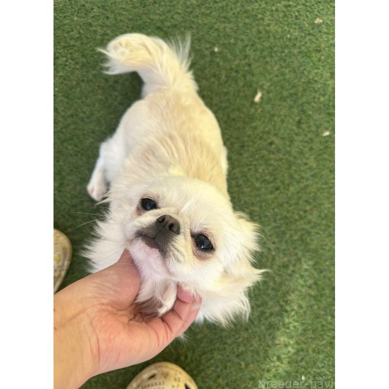 販売中の福島県のミックス犬-397829の2枚目