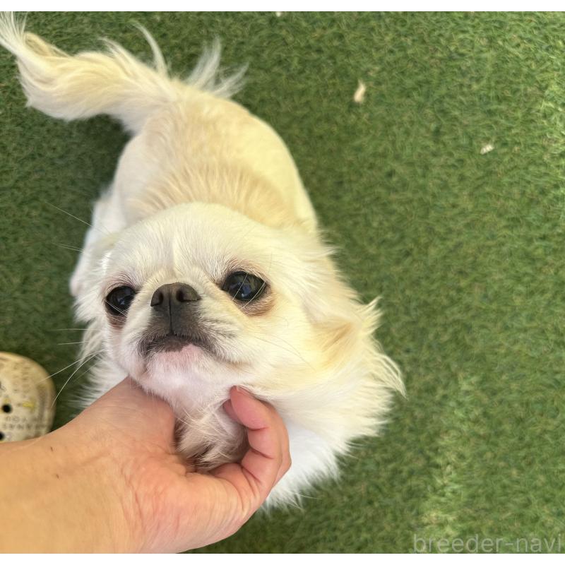 販売中の福島県のミックス犬-397829