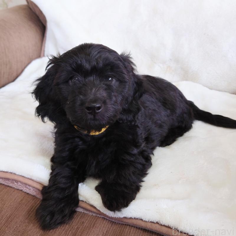 販売中の埼玉県のダップー:ミニチュアダックスフンド×トイプードル-429286