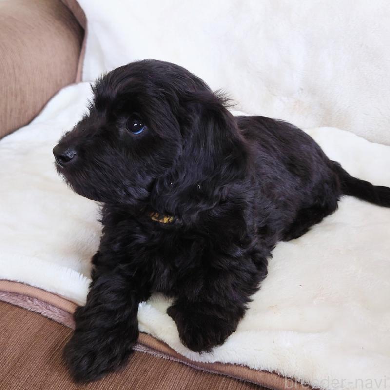 販売中の埼玉県のダップー:ミニチュアダックスフンド×トイプードル-429286の2枚目