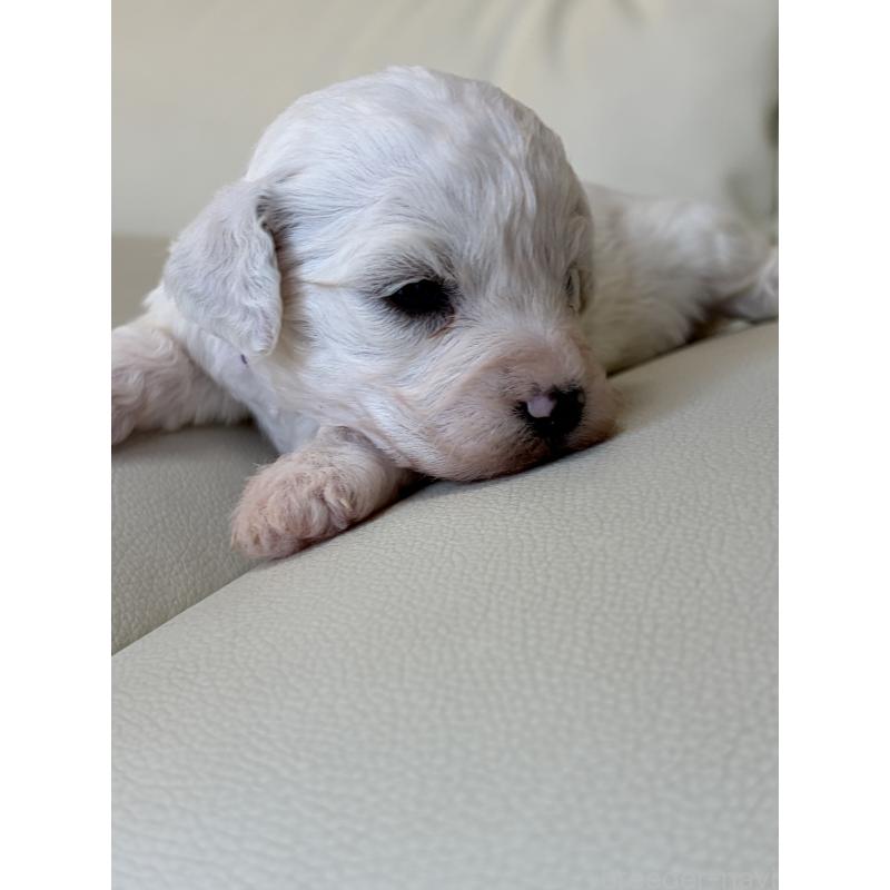 販売中の滋賀県のビションフリーゼ-434578の7枚目