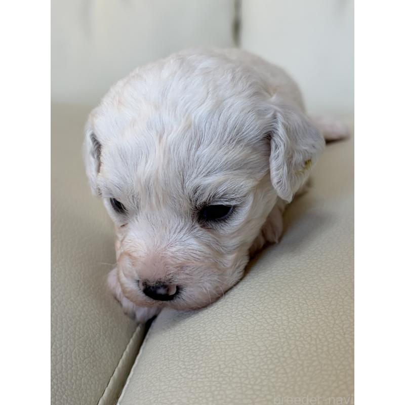 販売中の滋賀県のビションフリーゼ-434578の6枚目