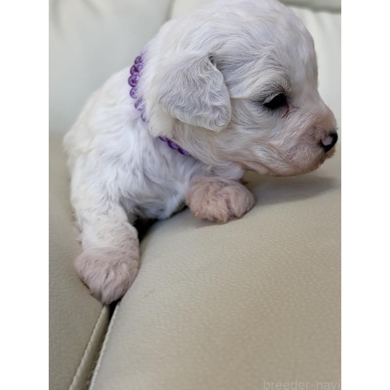 販売中の滋賀県のビションフリーゼ-434578の5枚目