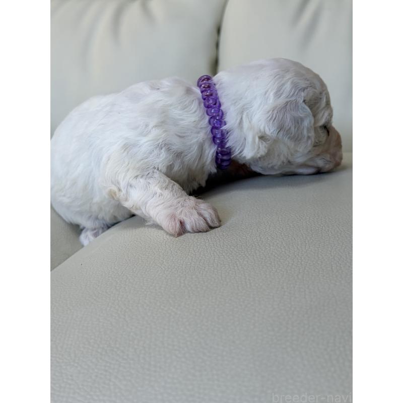 販売中の滋賀県のビションフリーゼ-434578の4枚目