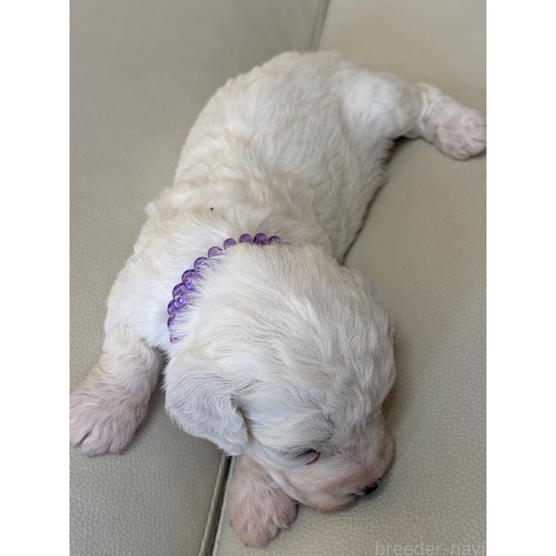 販売中の滋賀県のビションフリーゼ-434578の3枚目