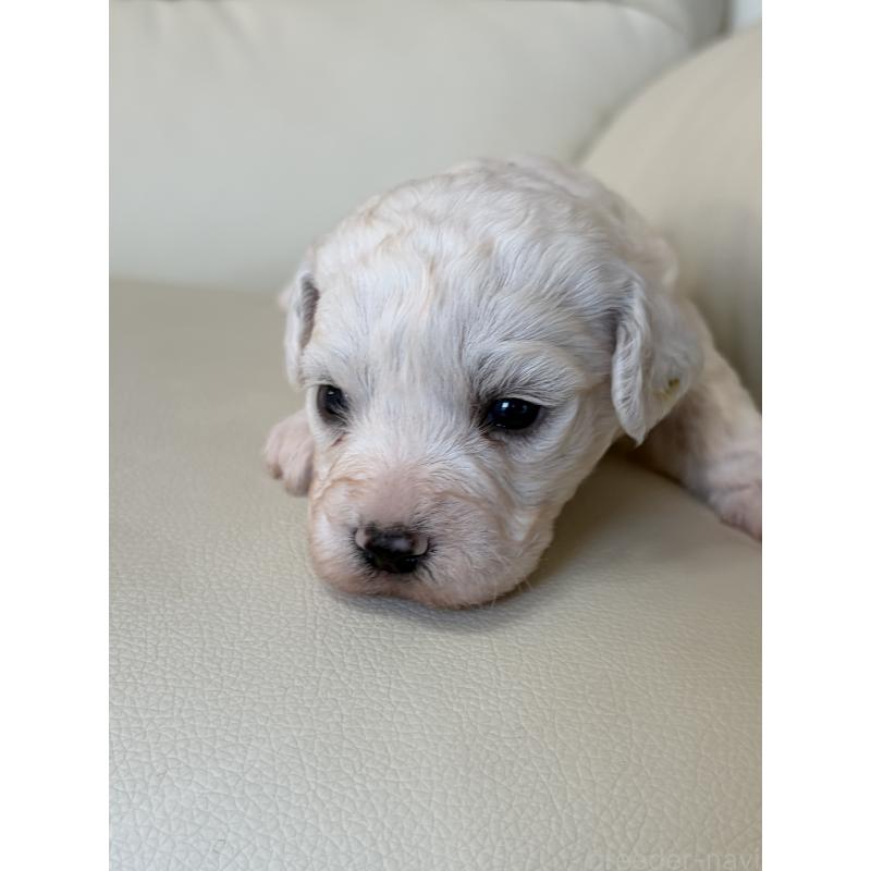 販売中の滋賀県のビションフリーゼ-434578の2枚目