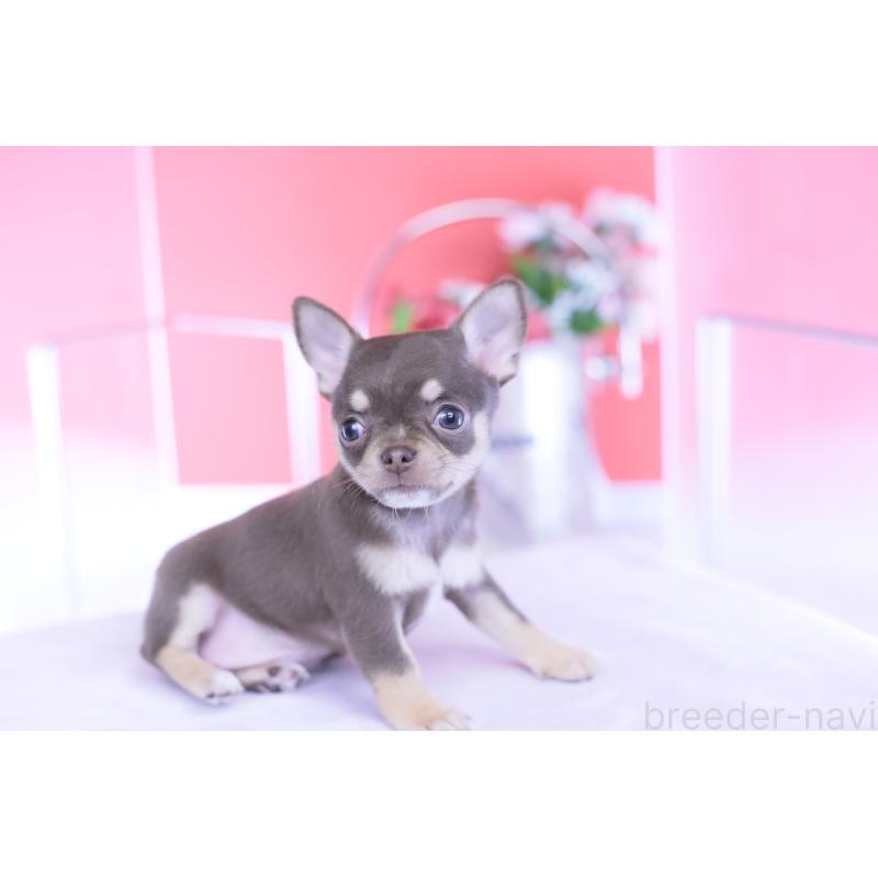 販売中の愛知県のチワワ(スムースコート)-434577の3枚目