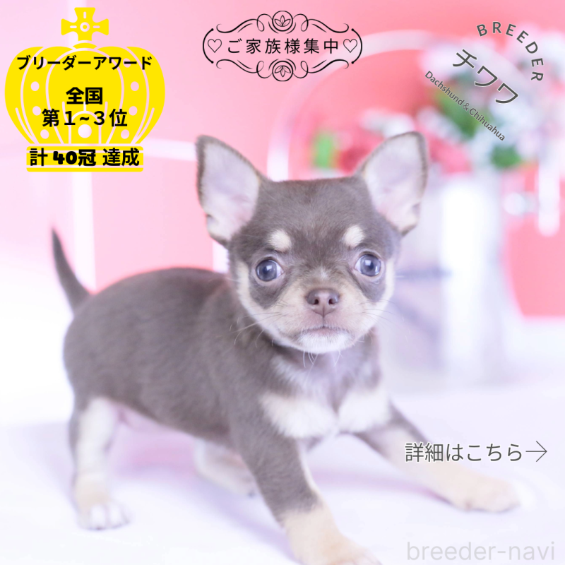 販売中の愛知県のチワワ(スムースコート)-434577