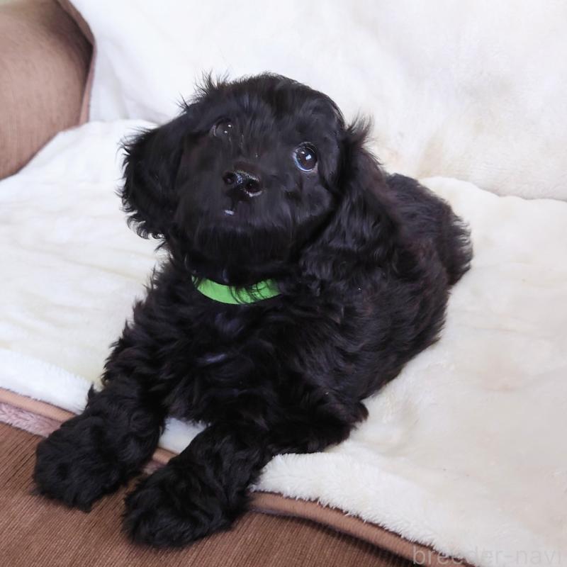 販売中の埼玉県のダップー:ミニチュアダックスフンド×トイプードル-429301の4枚目