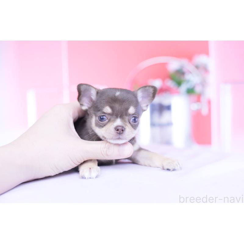 販売中の愛知県のチワワ(スムースコート)-434579の16枚目